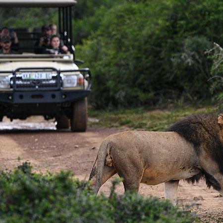Addo Elephant Safari Lodge - Bellevue Forest Reserve Paterson Buitenkant foto