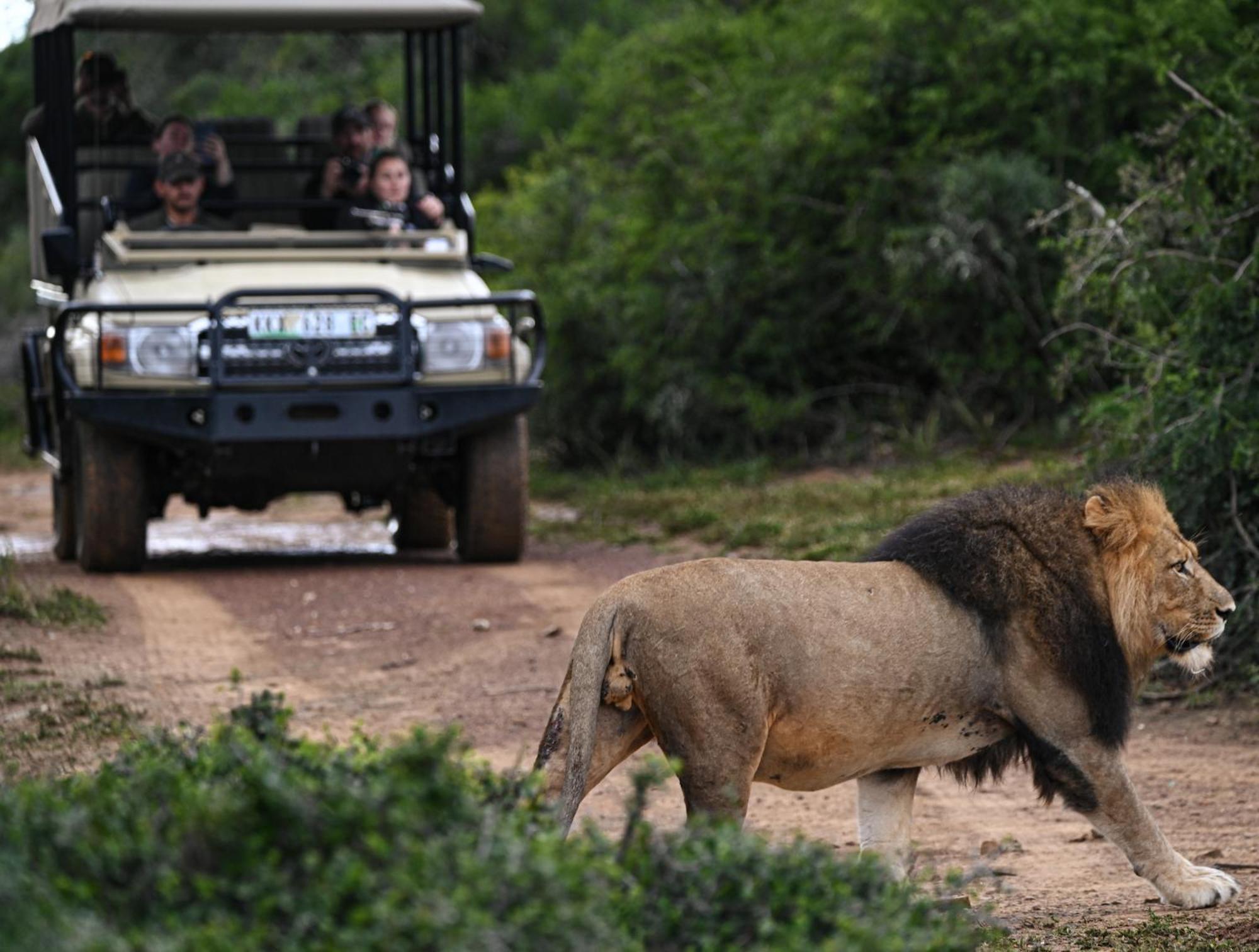 Addo Elephant Safari Lodge - Bellevue Forest Reserve Paterson Buitenkant foto