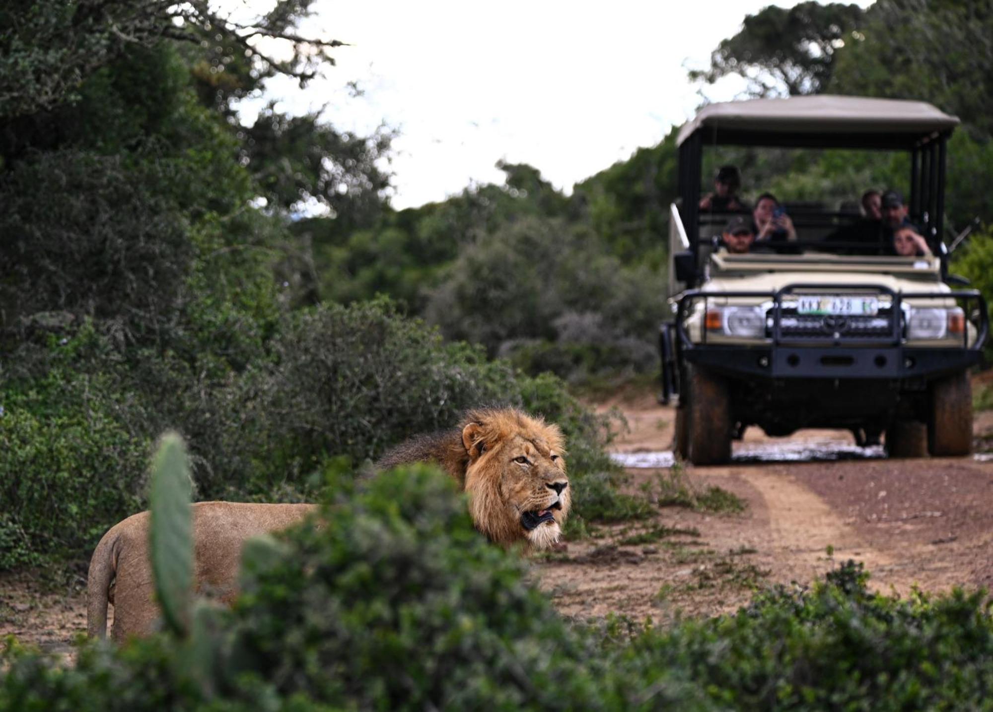 Addo Elephant Safari Lodge - Bellevue Forest Reserve Paterson Buitenkant foto