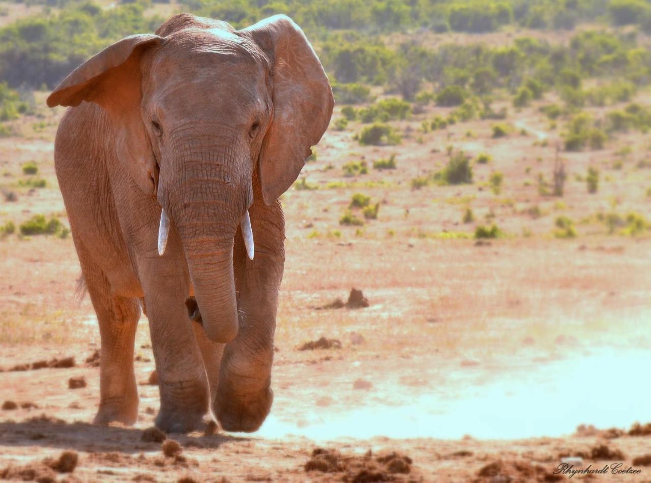 Addo Elephant Safari Lodge - Bellevue Forest Reserve Paterson Buitenkant foto