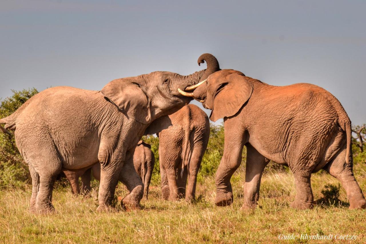 Addo Elephant Safari Lodge - Bellevue Forest Reserve Paterson Buitenkant foto