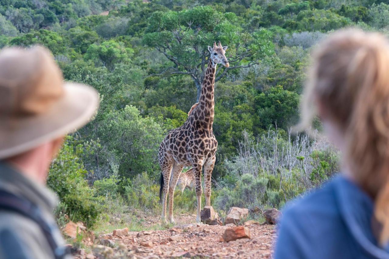 Addo Elephant Safari Lodge - Bellevue Forest Reserve Paterson Buitenkant foto