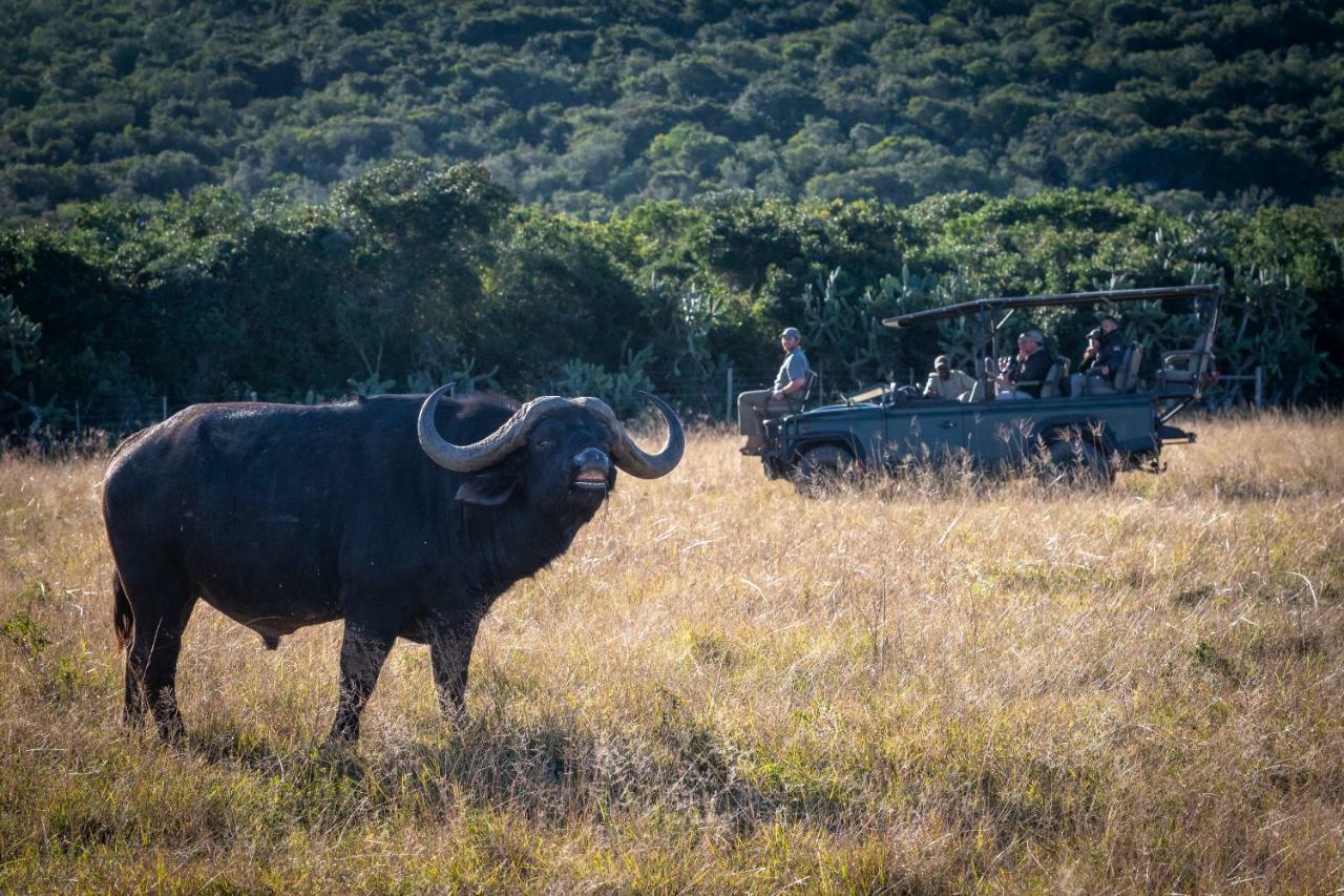 Addo Elephant Safari Lodge - Bellevue Forest Reserve Paterson Buitenkant foto