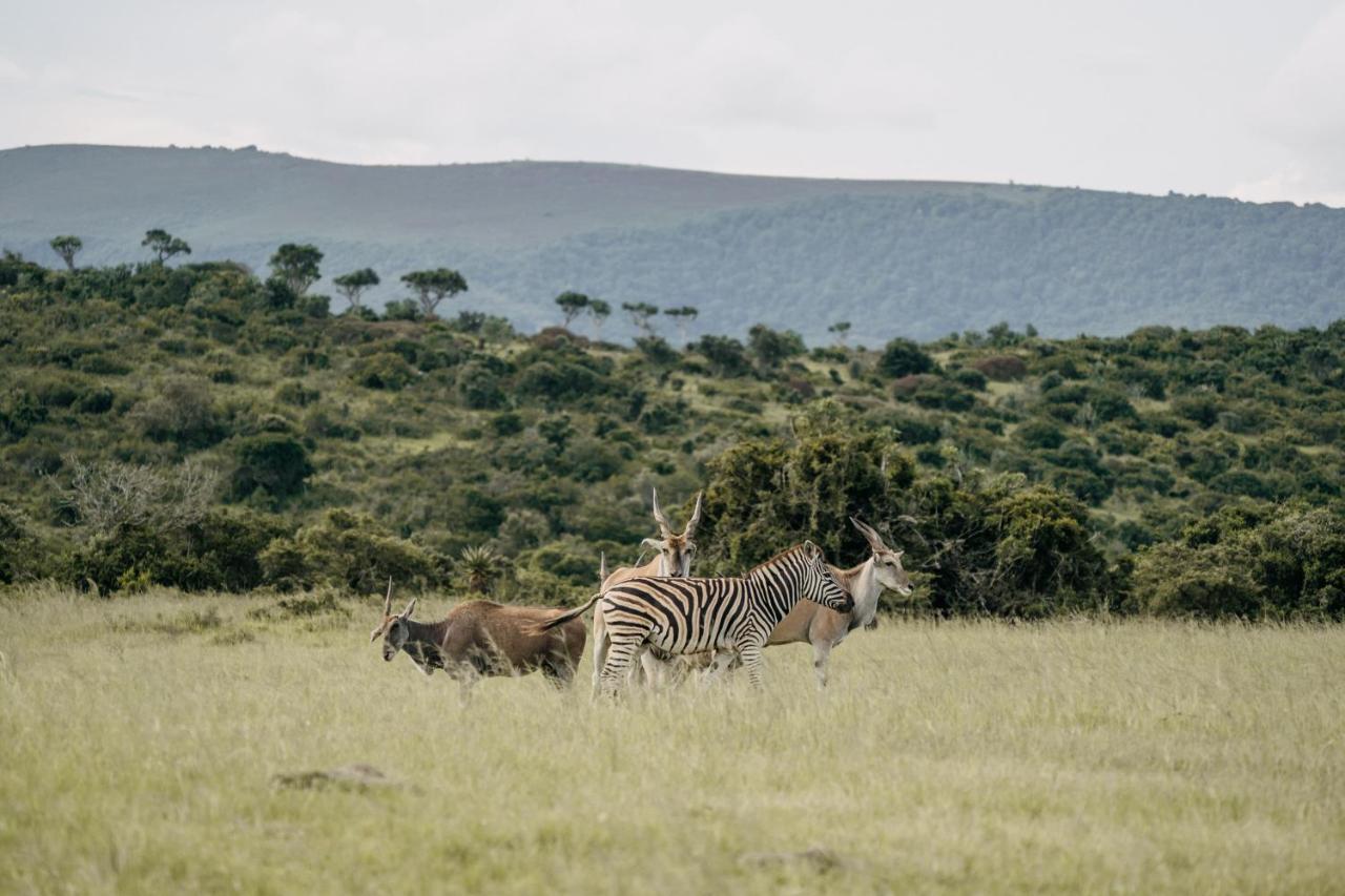 Addo Elephant Safari Lodge - Bellevue Forest Reserve Paterson Buitenkant foto