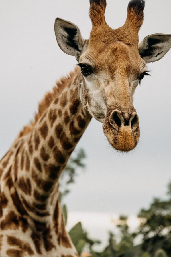 Addo Elephant Safari Lodge - Bellevue Forest Reserve Paterson Buitenkant foto