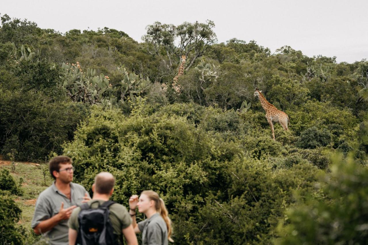 Addo Elephant Safari Lodge - Bellevue Forest Reserve Paterson Buitenkant foto