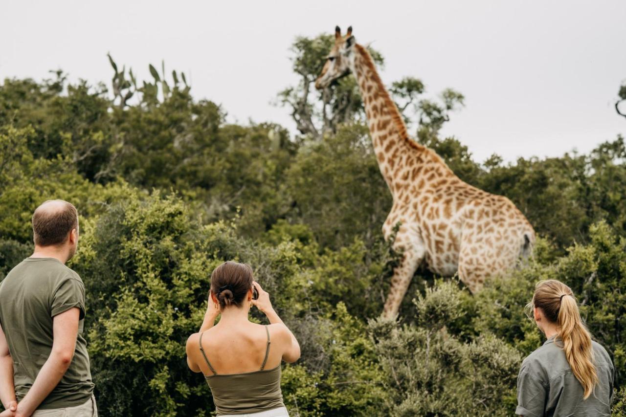Addo Elephant Safari Lodge - Bellevue Forest Reserve Paterson Buitenkant foto